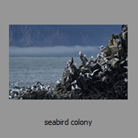 seabird colony